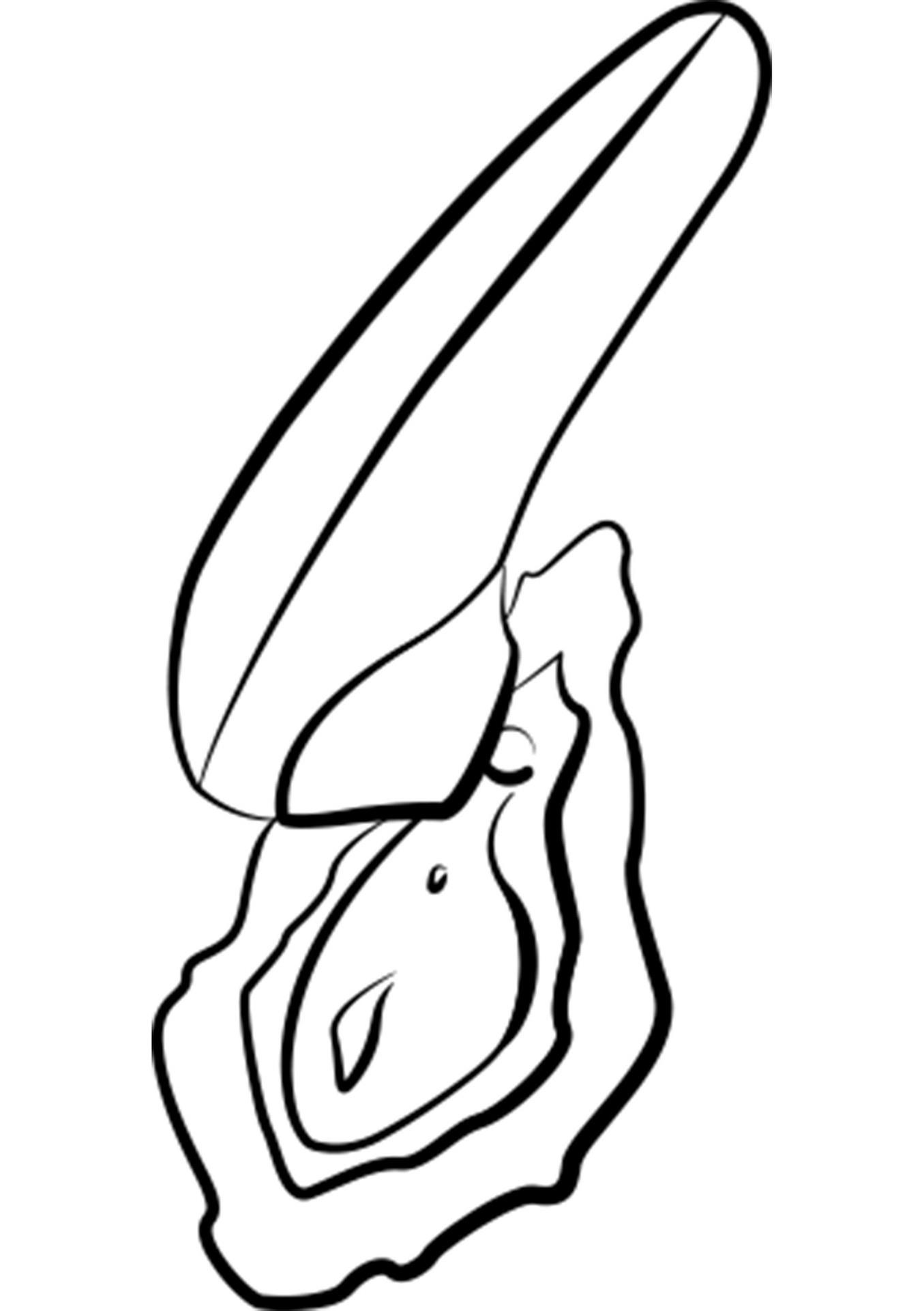 Romp Switch X - Orange